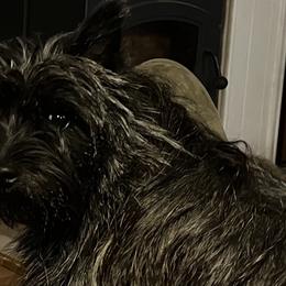 TULIP - Cairn Terrier