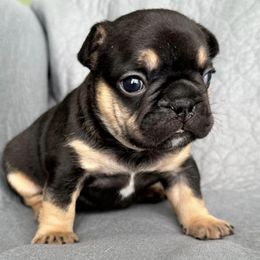 French Bulldogs from All About The French