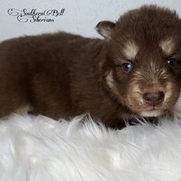 Siberian Husky Puppies from SouthernBell Siberian's