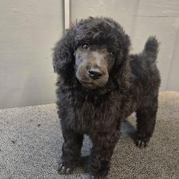 Littles - Blue female Poodle puppy in Patterson, California from Paterson Poodles