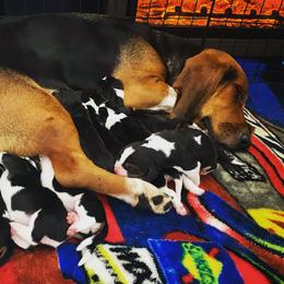 Basset Hound Puppies from Low and Slow Basset Hounds