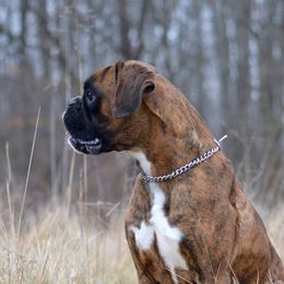 Roo - Boxer