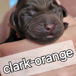 Boy 2 - Labrador Retriever puppy from Canyon Labradors