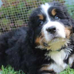 Bernese Mountain Dog Puppies from Baby Bear Bernese Kennel