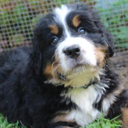 Bernese Mountain Dog Puppies from Baby Bear Bernese Kennel