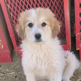 Girl 4 - Colorado Mountain Dog puppy in Chino Valley, Arizona from Big Sky Acres