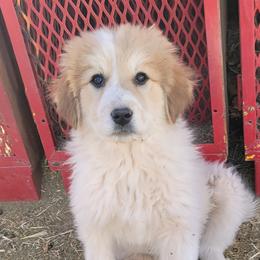 Girl 4 - Colorado Mountain Dog puppy in Chino Valley, Arizona from Big Sky Acres
