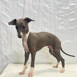 Zico - Blue male Italian Greyhound puppy in Vienna, Georgia from Marchwind Farm