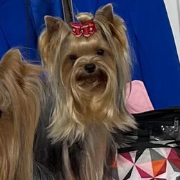 Yorkshire Terriers from Laurie Loisel