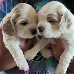 Cocker Spaniel puppies from Hartwell Cocker Spaniel Kennel