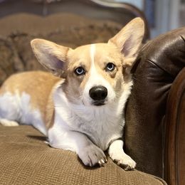 Gabby - Pembroke Welsh Corgi