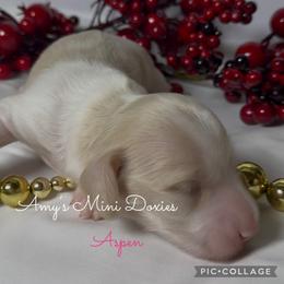 AKC Aspen (Yellow) - Cream female Dachshund puppy in Jena, Louisiana from Amy’s Mini Doxies