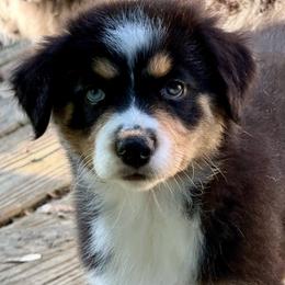 Maeve - Black tri female Miniature Australian Shepherd puppy in Patterson, North Carolina from DreamLine Aussies