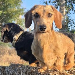 Dachshunds from Invading Weiners : AKC Miniature Wirehaired Dachshunds