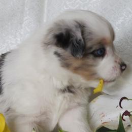Miniature Australian Shepherd Puppies from Big Coon Little Aussies