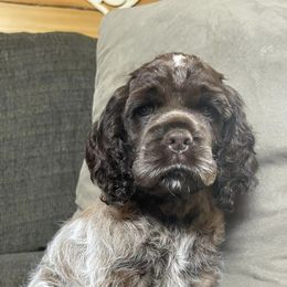 Cocker Spaniels from Wild Valley Cocker Spaniels