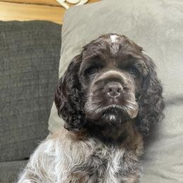 Cocker Spaniels from Wild Valley Cocker Spaniels