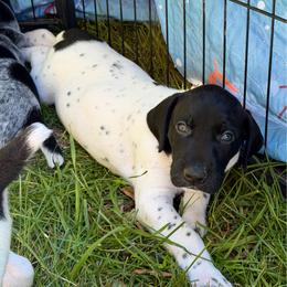 Preacher - Black and white male German Shorthaired Pointer puppy in Hot Springs, Virginia from Thunder Mountain Gun Dogs