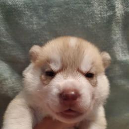 Ginger (red) - Red and white female Siberian Husky puppy in Elk River, Minnesota from Naturez Siberians