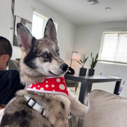 Nala - Pomsky