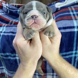 "Blue tri make three" Bulldog Puppies from Lexie's Bulldogs