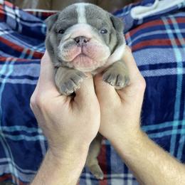 "Blue tri make three" Bulldog Puppies from Lexie's Bulldogs