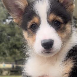 Pembroke Welsh Corgi Puppies from Promise Land Farm