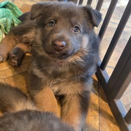 Tessa - Blue female German Shepherd puppy in Buckfield, Maine from Levesques German Shepherds