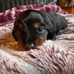 Midnight - Black and tan female Dachshund puppy in Corbin, Kentucky from Doxie Dapples