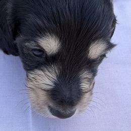 Boy 1 - Black and tan male Dachshund puppy in Hanford, California from Cooper Gals Doxies