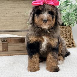 Mochi - Blue merle female Bernedoodle puppy in Statesville, North Carolina from Doodle Babies