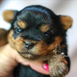 Yorkshire Terrier Puppies from Essence of Grace Yorkies