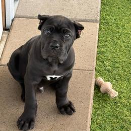 Blue Collar boy - Black male Cane Corso puppy in Nashville, Tennessee from Worldwide Kennels