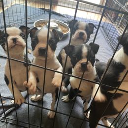 Boston Terrier Puppies from Cobbler Street Boston Terriers