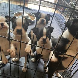 Boston Terrier Puppies from Cobbler Street Boston Terriers
