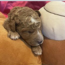 Girl 3 - Red  Poodle puppy in Pensacola, Florida from Frida Farms