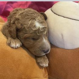 Girl 3 - Red  Poodle puppy in Pensacola, Florida from Frida Farms
