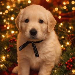 Dasher Boy - Light golden male Golden Retriever puppy in Fresno, California from Warwick’s Central California Goldens