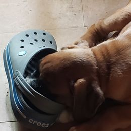Boxer Puppies from Newcastle Boxers