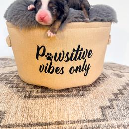 Bowzer - Merle male Bernedoodle puppy in West Haven, Utah from Split Mountain Doodles