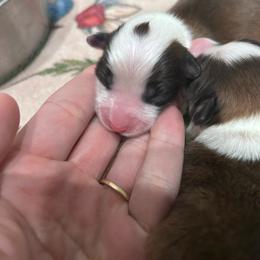 Grey collar boy - Sable male Pembroke Welsh Corgi puppy in Flat Rock, Alabama from Fluffy Butt Acres