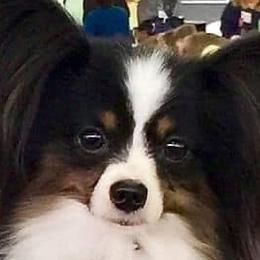 Tripp - Papillon