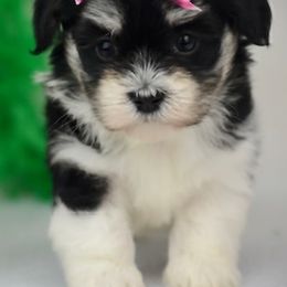 Havanese from Sweetwood Havanese