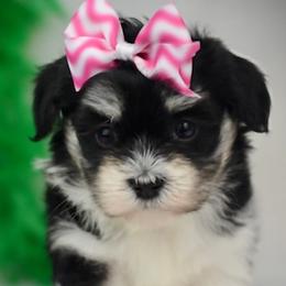 Havanese from Sweetwood Havanese