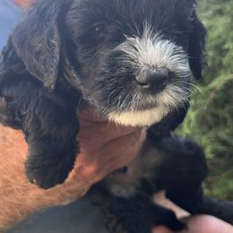 Grover - Black and white male Sheepadoodle puppy in Buford, Georgia from Guppy Puppies