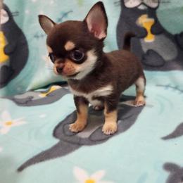 Boy 2 - Chocolate and tan male Chihuahua puppy in Richmond, Virginia from Breens