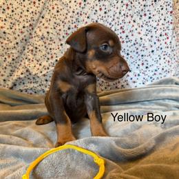 Yellow Boy - Red and rust male Doberman Pinscher puppy in Knox, Indiana from Double River Dobermans