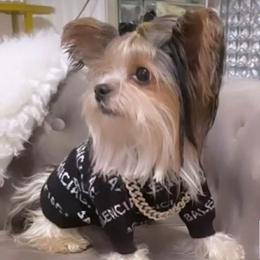Rocky - Yorkshire Terrier