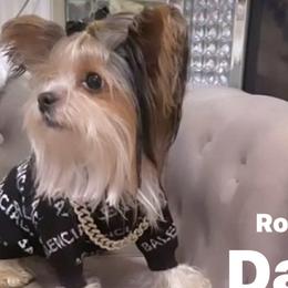 Rocky - Yorkshire Terrier