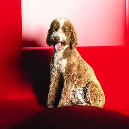 Lucky - Goldendoodle